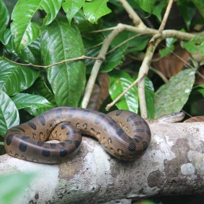 CUYABENO JUNGLE TOUR Animals - Anaconda - Ecuador & Galapagos Tours