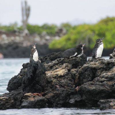 GALAPAGOS ISLAND HOPPING Activity - Las Tintoreras Penguins - Ecuador & Galapagos Tours